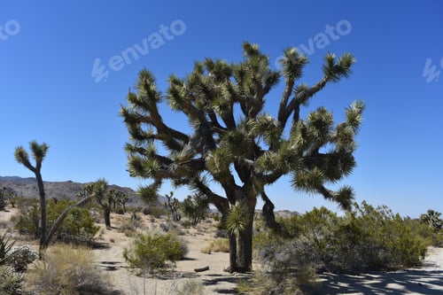 Preview: Yucca Palm Trees Are Also Known As The Joshua Tree.