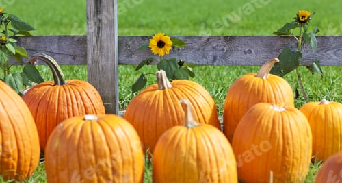 Preview: Pumpkin Patch Field On A Farm In The Fall