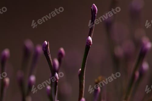 Preview: Close Up Of A Willow Type Plant Growing In The Mountains Southern Oregon With A Small Pink But In