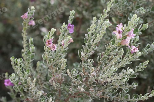 Preview: A Leucophyllum Fructescens Cenizo Plant With Purple Flowers 0731