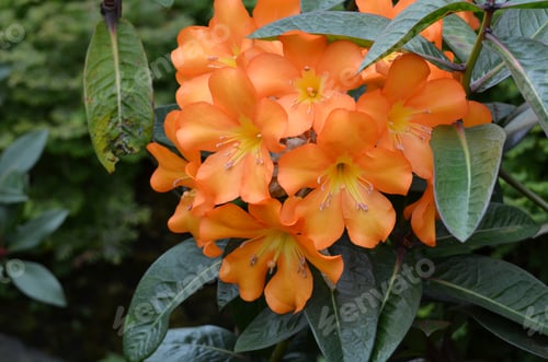 Preview: Flowering Orange Rhododendron Flower Blossoms In A Garden.