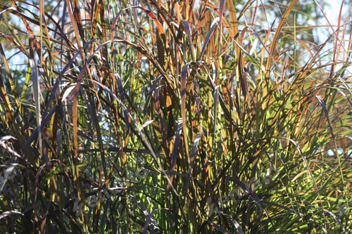 Preview: Tall Blades Of Prairie Grass With Feathery Plumes 2754
