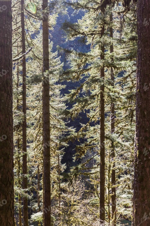 Preview: Magical View Of A Forest In Oregon With Sunlight Filtering Thru The Trees And Moss