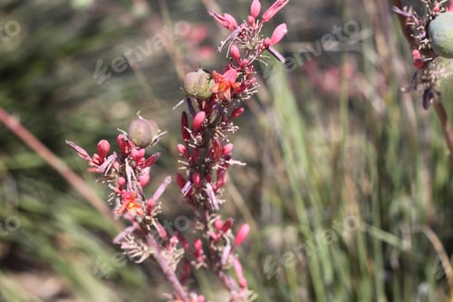 Preview: A Red Yucca Plant With Small Flowers 7909