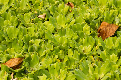 Preview: Texture Of Green Plants.