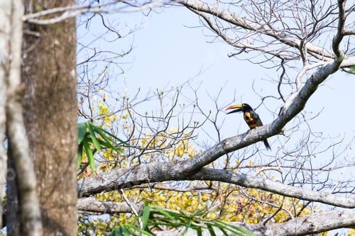Preview: Fiery Billed Aracari Perched On A Tree In The Costa Rican Southern Pacific