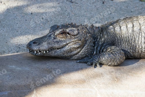Preview: Chinese Alligator Resting On A Concrete Pad At A Zoo In California