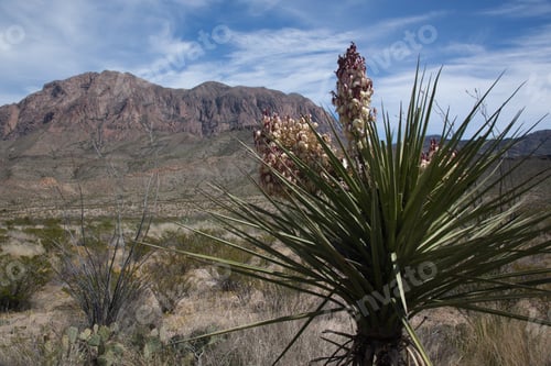 Preview: Yucca Cactus And Mountain In The Background