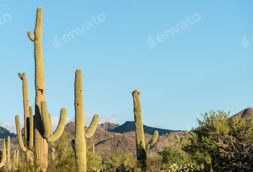 Preview: Crested Saguaro In National Park West Tucson