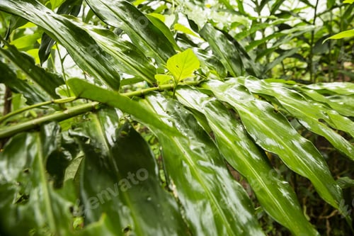 Preview: Rain Forest Jungle
