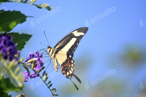 Preview: Pretty Pale Yellow And Black Giant Swallowtail Butterfly On A Flower.