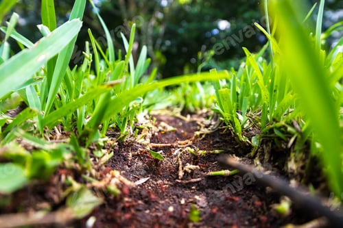 Preview: Amazing Workers These Leaf Cutter Ants Working Together Walking On The Same Trail So Often That