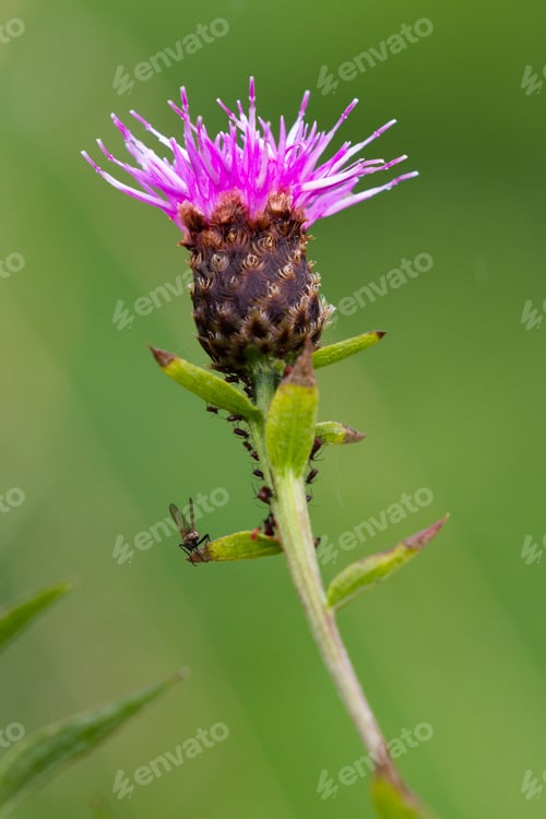 Preview: Close Up Of A Thistle Bloom With Out Of Focus Green Grass In The Background