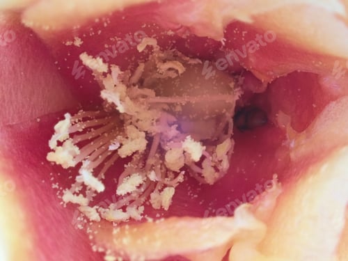 Preview: Close Up Of A Prickly Pear Cactus Bloom