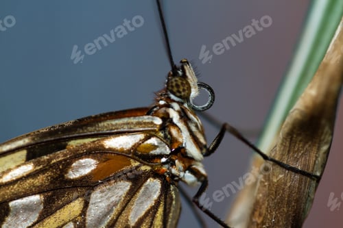 Preview: Macro Of A Tropical Butterfly Resting On A Leaf In The Rainforest Of Costa Rica