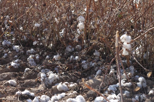 Preview: A Field Of Cotton Plants After Harvest 4666