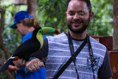 Preview: Alajuela, Costa Rica - May 02: Toucan In A Posing With Tourists In A Wildlife Refuge. May 02 2016
