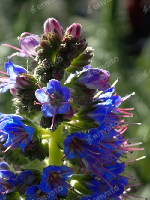 Preview: Flower With Blue, Red And Purple In The Sunshine