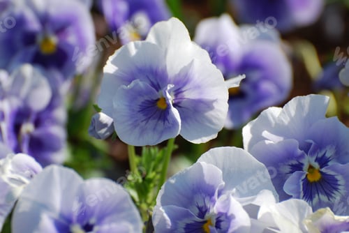 Preview: Vibrant Garden With Flowering White And Purple Pansies.