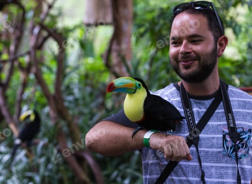 Preview: Alajuela, Costa Rica - May 02: Toucan In A Posing With Tourists In A Wildlife Refuge. May 02 2016