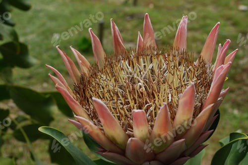 Preview: Gorgeous Amazing Pink Protea Flower In A Tropical Garden.