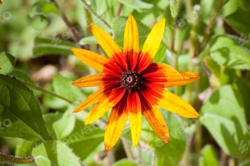 Preview: Yellow And Red Flower In The Sunshine