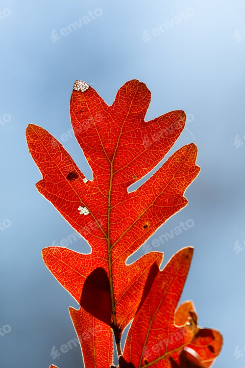 Preview: Close Up Of A Beautiful And Colorful Oak Leaf In Autumn