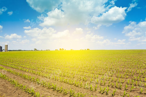 Preview: American Farmland With Blue Sky