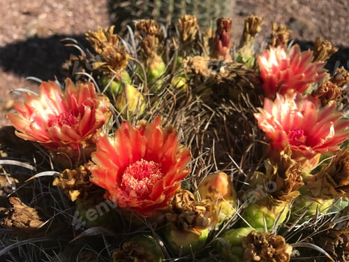 Preview: Cactus Blooms With Beautiful Red Flowers in Desert