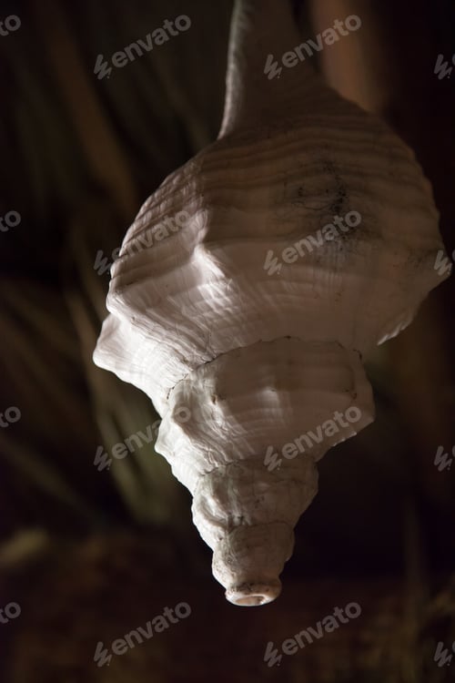 Preview: Sea Shell Hanging