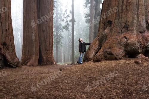 Preview: Adult Male Enjoying Nature In A Giant Sequoia Forest With Fog In The Background