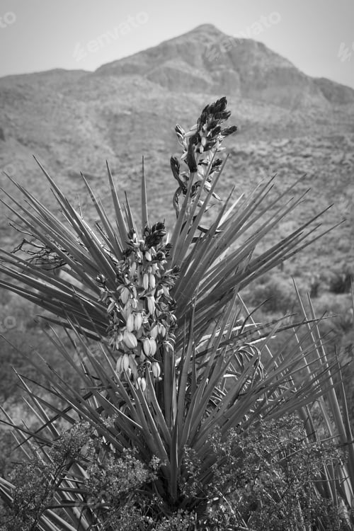 Preview: Yucca Flowers In Black And White