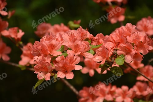 Preview: Stunning Flowering Red Azalea Blossoms On A Bush.