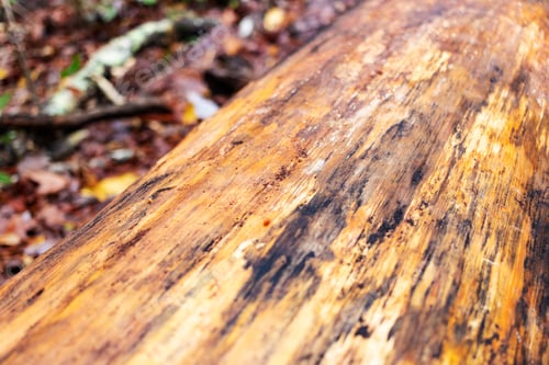 Preview: Selective Focus Closeup Of Wet Tree Log Stripped Of Bark