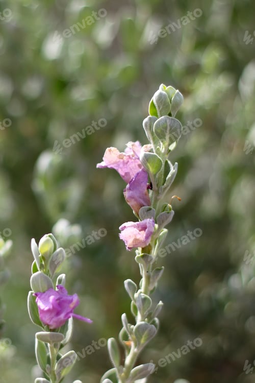 Preview: A Leucophyllum Fructescens Cenizo Plant With Purple Flowers 0581