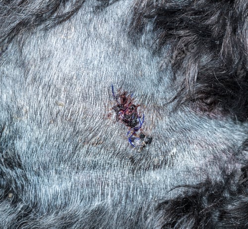 Preview: Detail Of The Suture Or Stitches For An Operation On A Dog To Remove A Lump Or Mass
