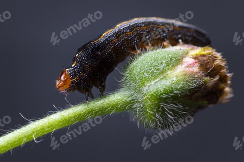 Preview: Close Up Of A Small Tropical Catterpilar Walking On A Green Flower Bud
