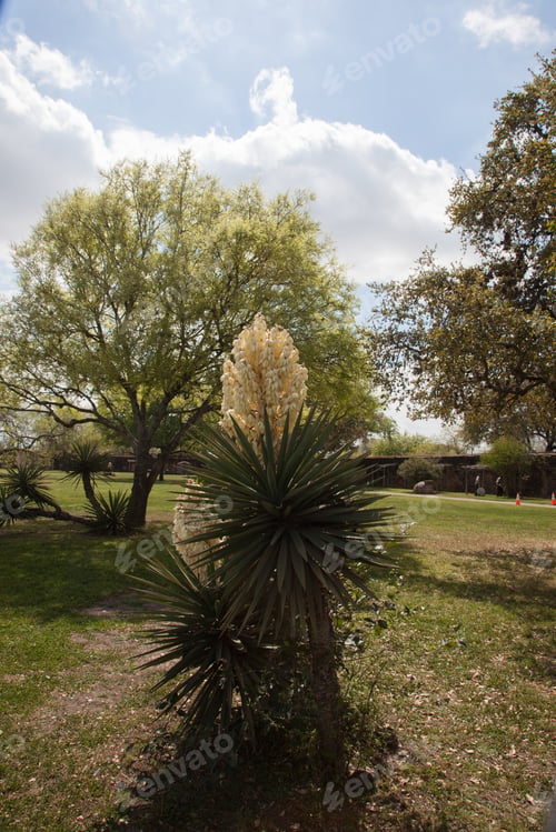 Preview: Yucca Plant With Flowers