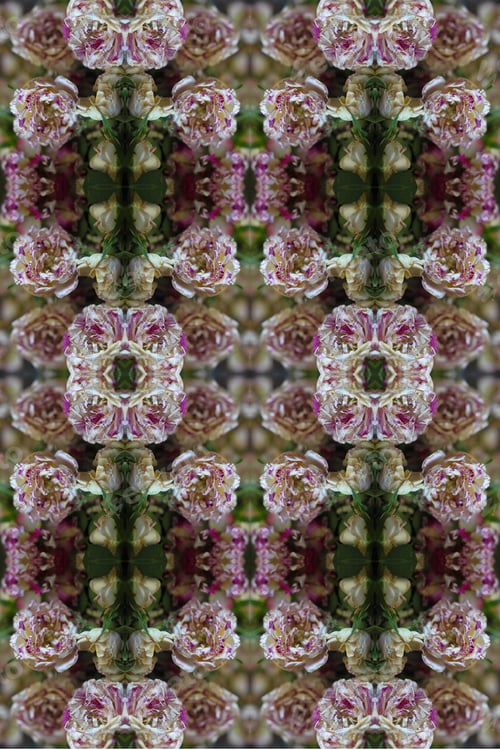Preview: An Abstract Pile Of Pink Purple And White Swirl Roses 9992