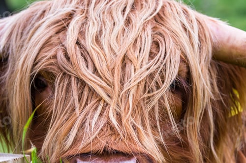 Preview: Young Highland Bull In Fresh Green Grass In The Scottish Highlands