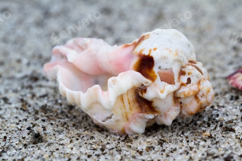 Preview: Close Up Of An Old Conch Shell On A Sandy Beach