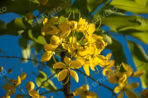 Preview: Closer View Of A Imperial Acacia, A Tree Mostly Used For Gardening - Saquarema, Rio De Janeiro