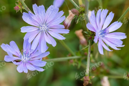 Preview: Closeup Of A Beautiful Chicory Flower