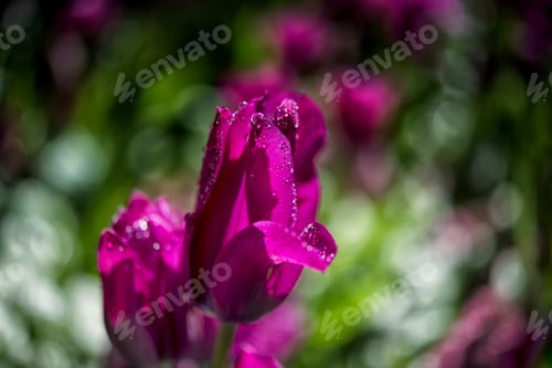 Preview: Pure Magenta Color Tulip Closeup In Sunny Day 2.