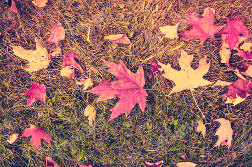 Preview: Autumn