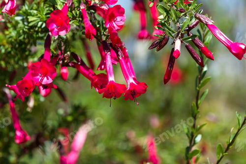 Preview: The Cantuta, The Sacred Flower Of The Incas And National Flower Of Peru Shot Outdoors In Sunny