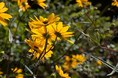 Preview: Yellow Flowers Outdoors In The Sunshine
