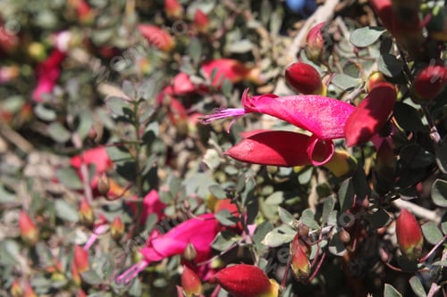 Preview: A Desert Penstemon Bush With Bright Pink Flowers 6514
