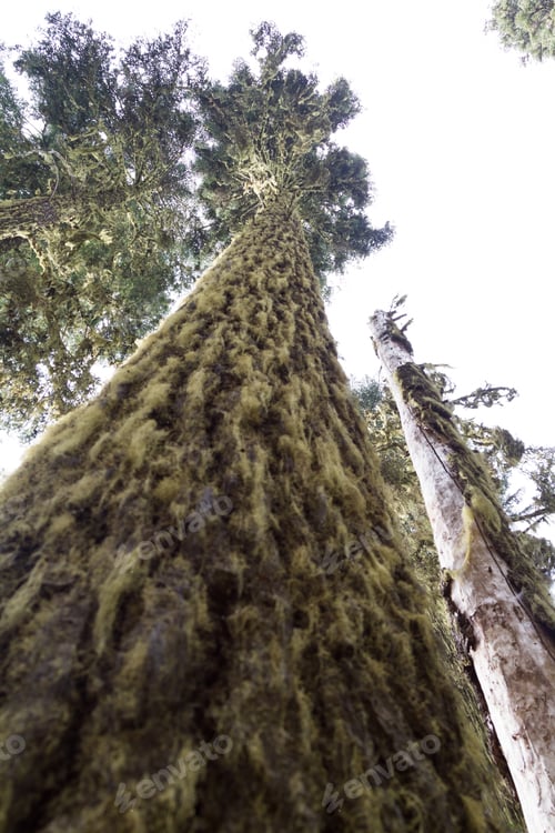 Preview: Tall Trees Covered In Moss Deep In The Woods In Oregon With A Look Up Perspective