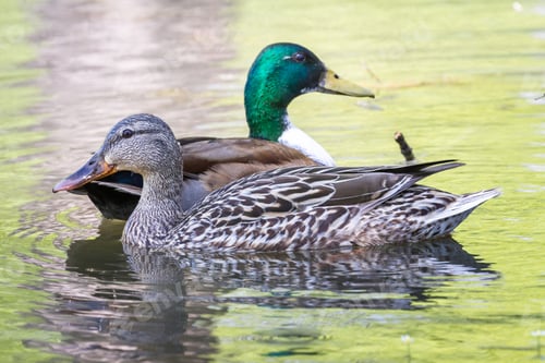 Preview: Mallard Ducks Paired In The Spring Swimming On A Pond. The Male Has An Unusual White Chest